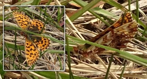 Réf. 227 719 : Boloria dia